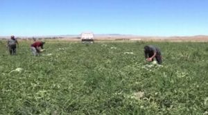 Yozgat’ta karpuz hasadı başladı