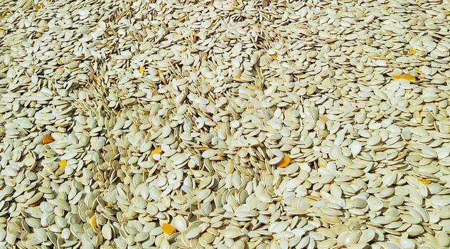 Kayseri Şeker,  kabak çekirdeği başfiyatını 11,5 TL olarak belirledi