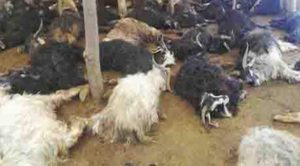 Yozgat’ta 312 koyun ve keçi telef oldu