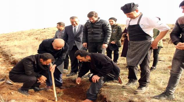 Restoran çalışanları kesilen ağaç yerine 500 fidan dikti