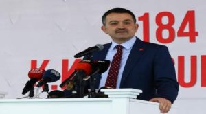 Buzağı destek ödemelerine haftaya başlanılacak