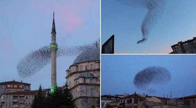 Yozgat’ta sığırcık kuşlarının dansı Çin Gazetesine haber oldu