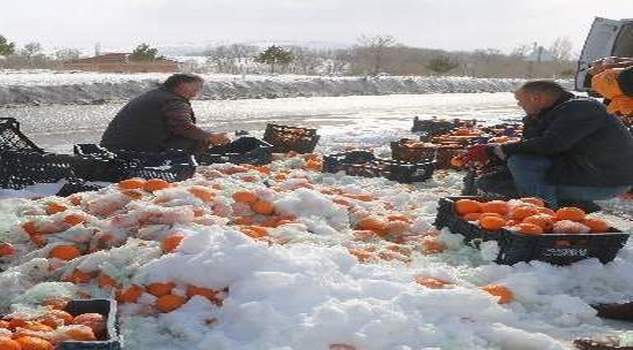 Devrilen TIR’dan dökülen 20 ton portakalı vatandaşlar topladı