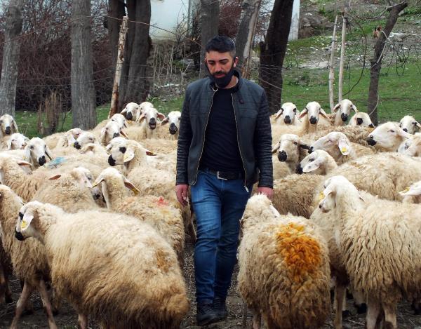 100 baş hayvan alımına faizsiz kredi