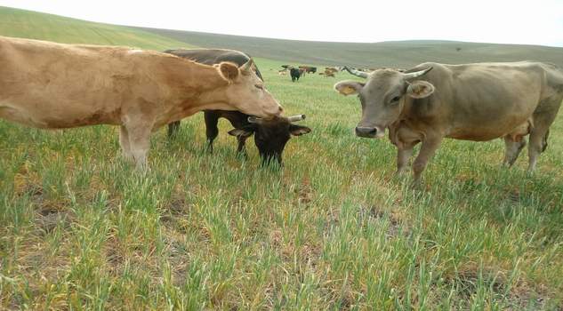 Kuraklık, meraları kuruttu, hayvancılık zora girdi