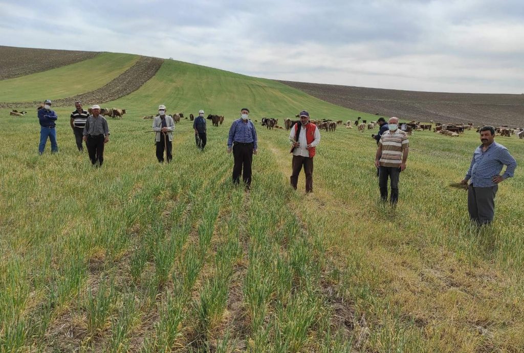 Köylüler, kuraklık nedeniyle yanan tarlalarında hayvanlarını otlatıyor