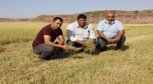 Kuraklıktan yanan ekinlerini biçerek hayvan yemi temin ediyor