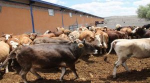 Yozgat’ta kurbanlık satışları başladı