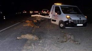 Koyunlara çarpmamak için kaza yaptı:1 kişi öldü,2 kişi yaralandı