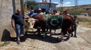 1 Ton 300 kiloluk kurbanlık boğa satışa çıkarıldı