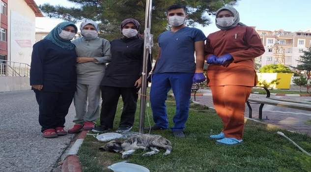Sağlıkçılar, hasta köpeği serum takarak iyileştirdi