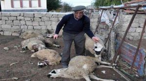 Ağıla giren kurtlar 13 koyunu telef etti