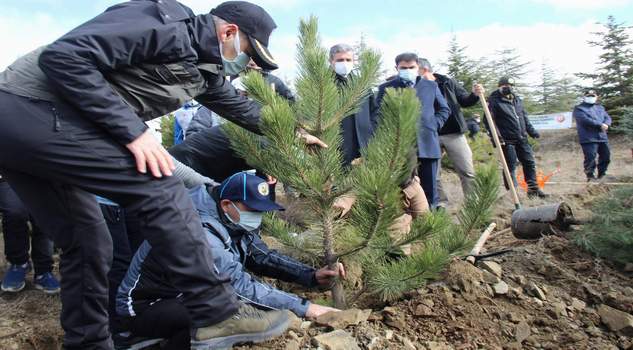 Vali Polat: 6 Bin ceviz fidanını toprakla buluşturacağız