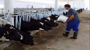 Besiciler girdi maliyetlerinden yakınıyor