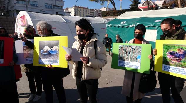 Hayvanları yaşam alanları barınaklar değil doğadır