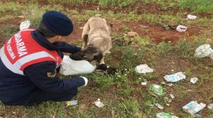 Aç kalan sokak köpeklerine jandarma sahip çıktı