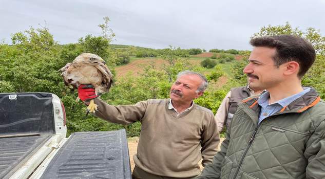 Kızıl şahin tedavisinin ardından doğaya salındı