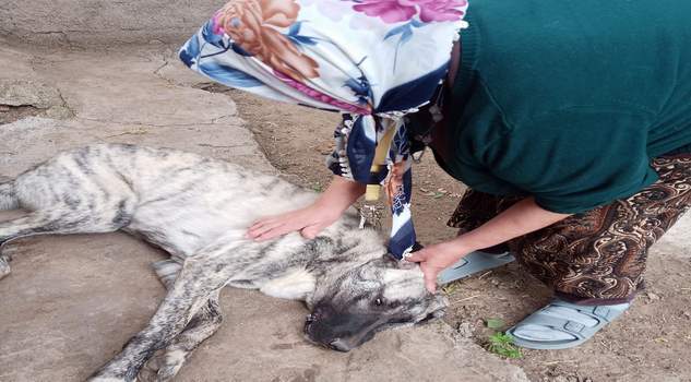 Bahçesindeki yavru köpekler için Almanya’ya tekrar dönmedi
