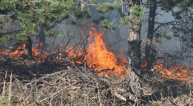 Yozgat’ta orman yangını: 15 dekarlık alan zarar gördü