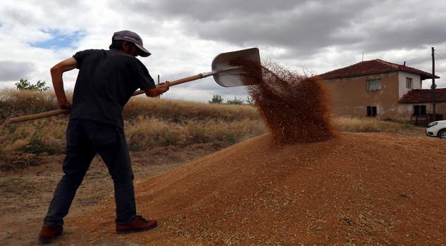 TMO’da alım primi desteği süresi 21 Eylül’e kadar uzatıldı