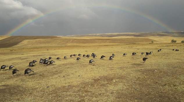 Gözü gibi baktığı hindileri 600TL’den satışa çıkardı