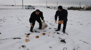 Zabıta ekipleri doğaya ekmek bıraktı
