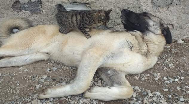 Kedi ve köpeğin dostluğu görenleri şaşırtıyor