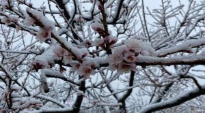 Çiçek açan meyve ağaçlarını don vurdu