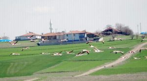 Flamingo ve pelikanların göç yolculuğu başladı
