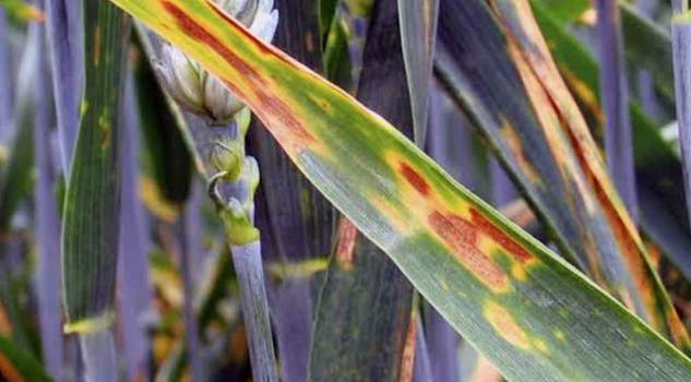 Boğazlıyan Ziraat Odası’ndan pas uyarısı