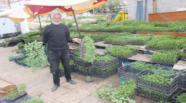 Fide satışları devam ediyor