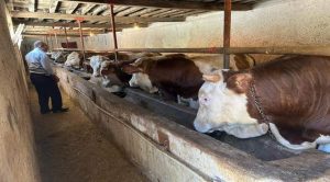 Yozgat’ta kurbanlık sevkiyatı başladı