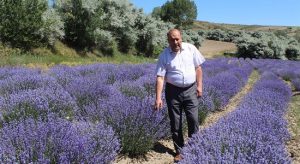 Lavanta hasadına başlanıldı