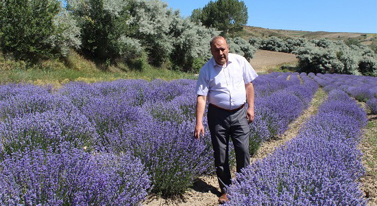 Lavanta hasadına başlanıldı