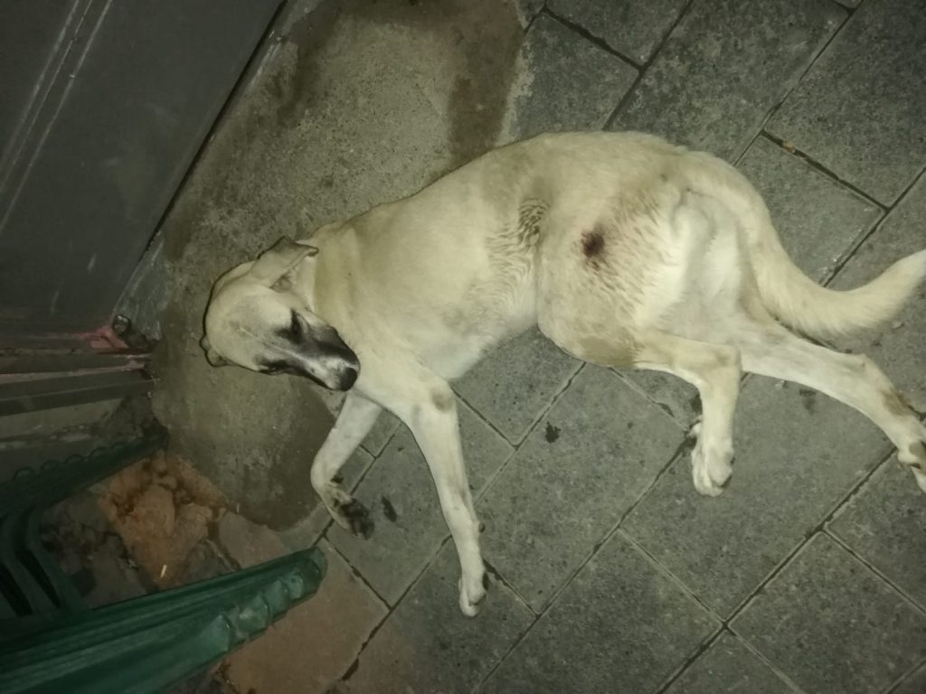 İş makinasının çarptığı sokak köpeğine duyarlı vatandaşlar çare aradı