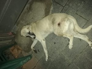 İş makinasının çarptığı sokak köpeğine duyarlı vatandaşlar çare aradı