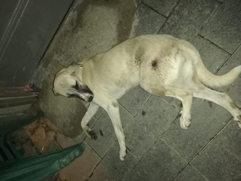 İş makinasının çarptığı sokak köpeğine duyarlı vatandaşlar çare aradı