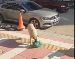 Anne köpeğin şefkati duygulandırdı