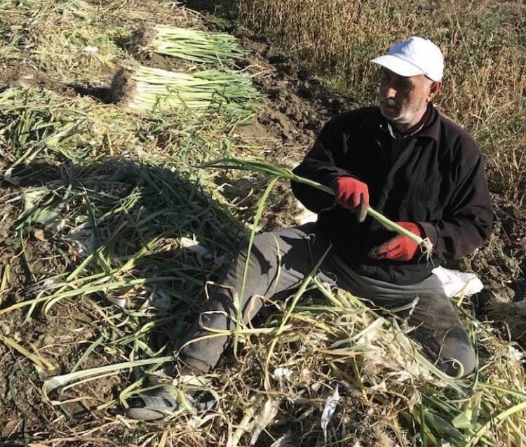 Serada üreterek ramazan ayına yetiştirmeye çalışıyor
