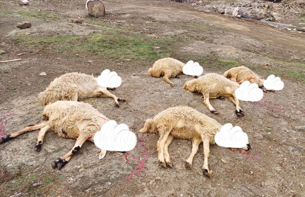 Alperenler yardım kurbanı kesti