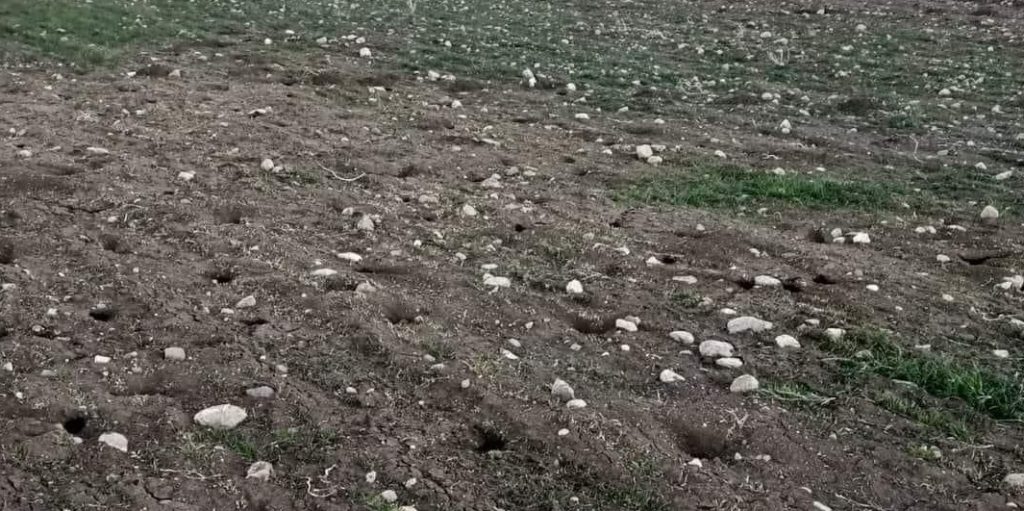 Başkan Açıkgöz: Tarla faresi tarımsal üretimi tehdit ediyor