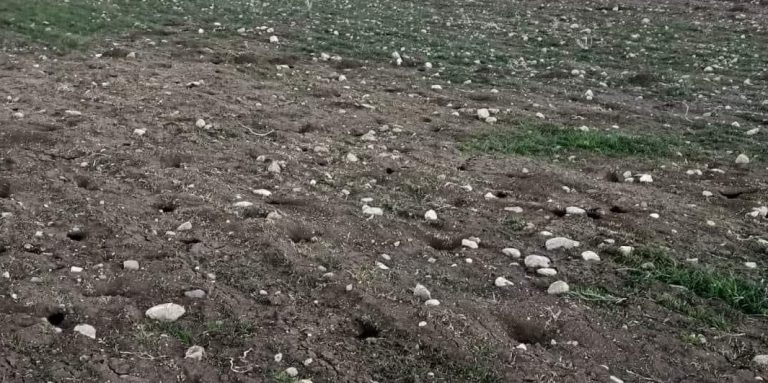 Başkan Açıkgöz: Tarla faresi tarımsal üretimi tehdit ediyor