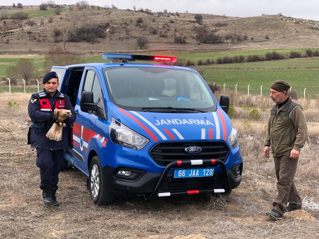  Jandarma ekipleri yaralı kızıl şahini kurtardı