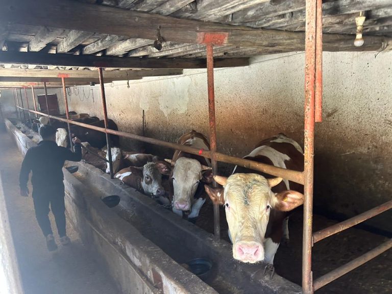 Besiciler, Kurbanlıklarını Sosyal Medyada satıyor