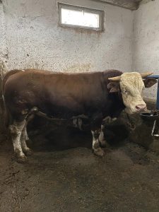 Sığırlarda karekod dönemi başladı
