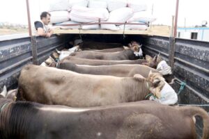 Kurban sevklerinde alınması gereken önlemler belirlendi