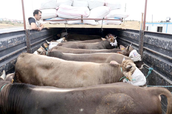 Kurban sevklerinde alınması gereken önlemler belirlendi