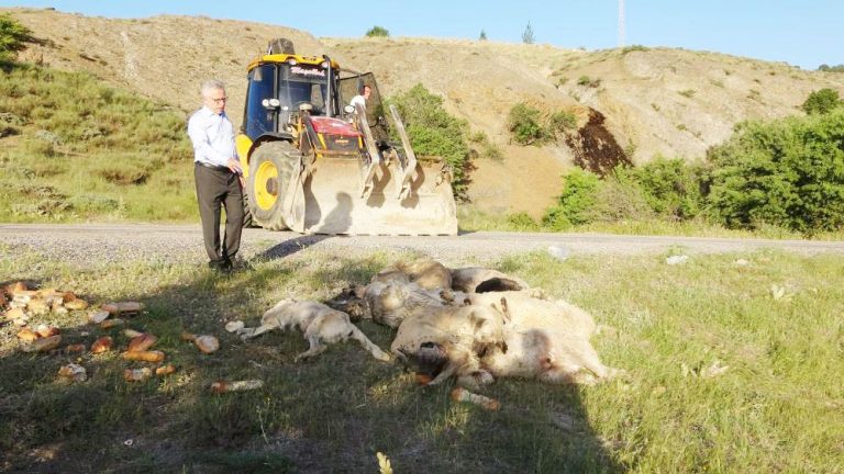 Yozgat’ta 20’nin üzerinde sokak köpeği  zehirlenerek öldürüldü