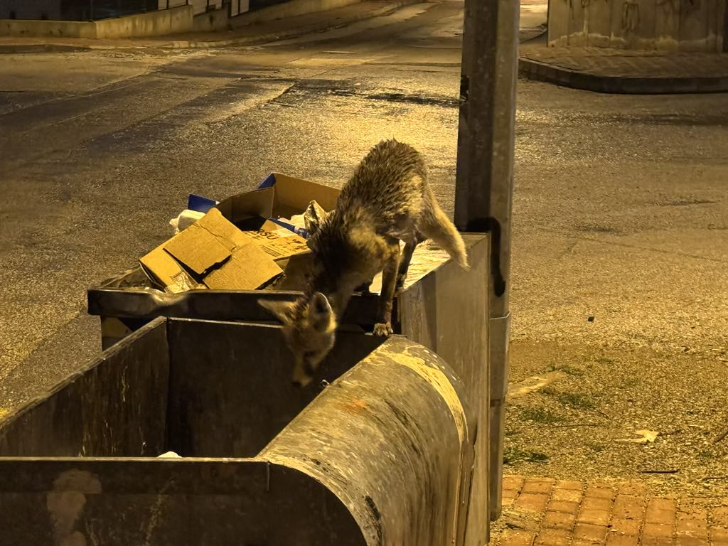 Aç kalan Tilki Kent Merkezinde yiyecek aradı