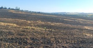 100 dekar ekili arazi kül oldu